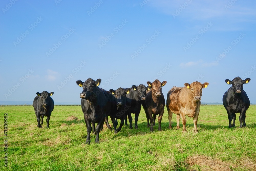Herde Angus-Rinder auf einer großen Weide