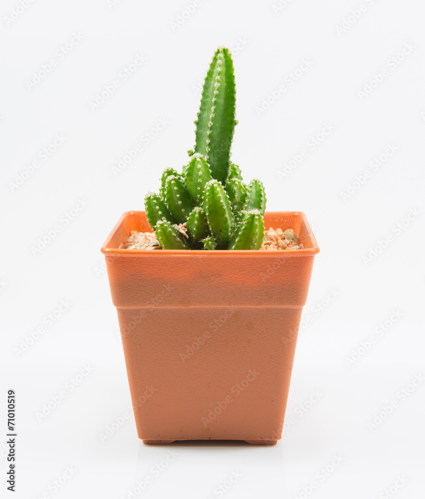 isolation cactus on white backgroundi isolation cactus on white backgroundi