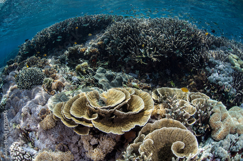 Fragile Coral Reef