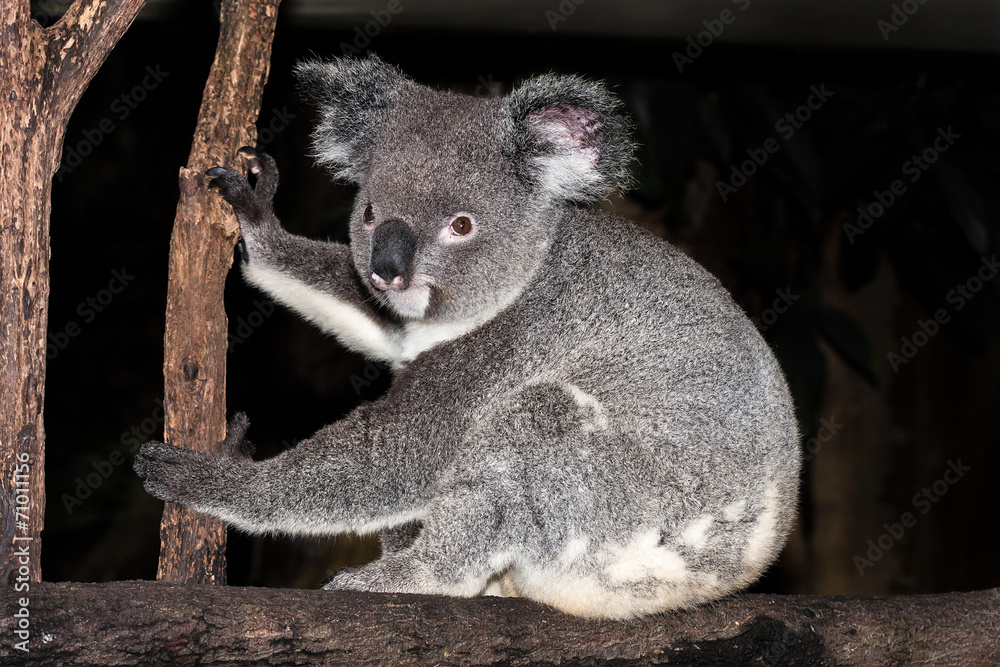 Fototapeta premium Koala sitting on a tree branch.