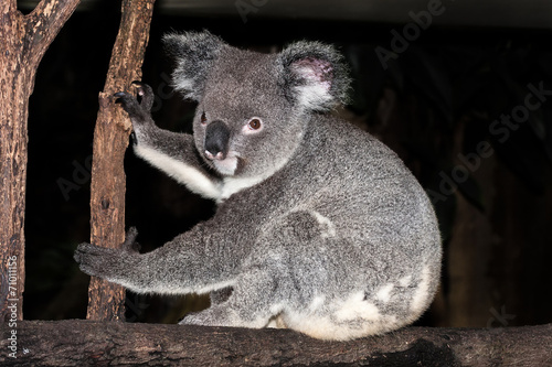 Photography Koala sitting on a tree branch.