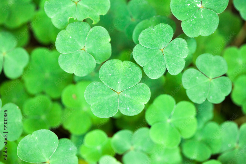 Clover Carpet Clover Carpet