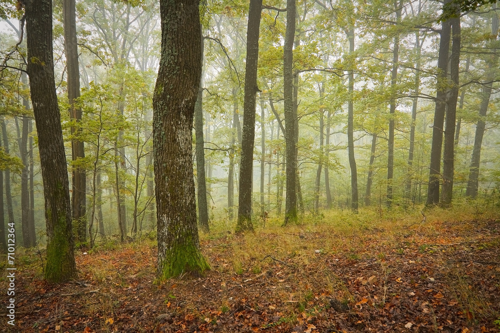 Foggy oak forest in the beginning of autumn, Slovakia. Foggy oak forest in the beginning of autumn, Slovakia.