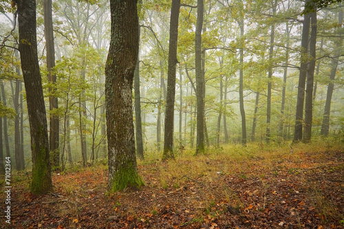 Foggy oak forest in the beginning of autumn, Slovakia.
