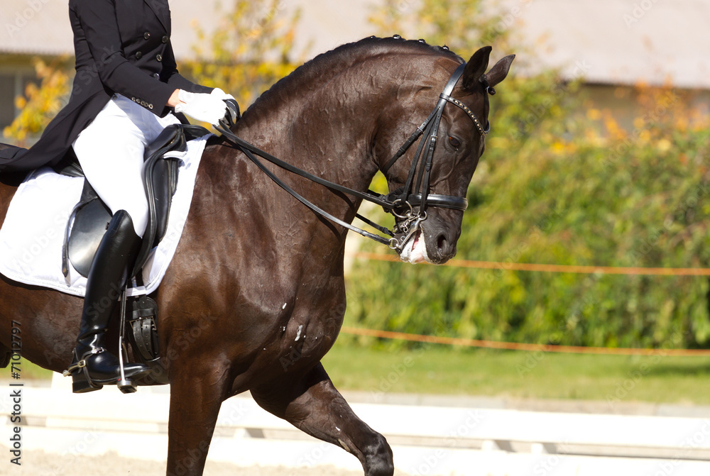 Dressage horse