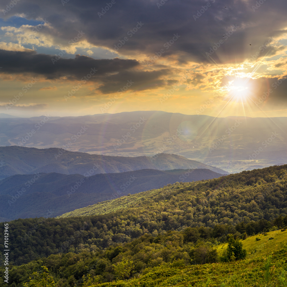 coniferous forest on a mountain slope at sunset coniferous forest on a mountain slope at sunset