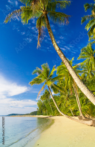 Fototapeta Naklejka Na Ścianę i Meble -  Green Getaway Coconut Coast