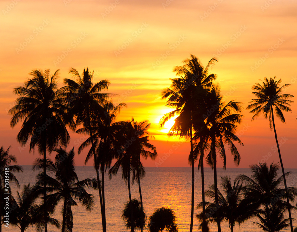 Palm Paradise Coconut Horizon