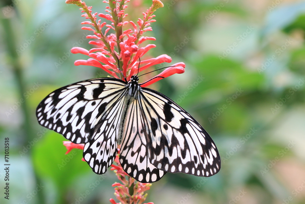 Obraz premium Large Tree Nymphs butterfly and red flower