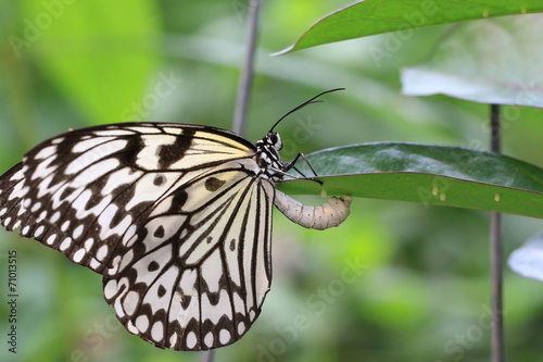 Large Tree Nymphs(Paper Kite,Rice Paper) butterfly and eggs,a beautiful butterfly is laying eggs under the green leaf