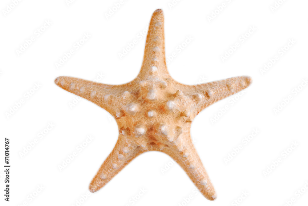 sea star isolated on white background sea star isolated on white background