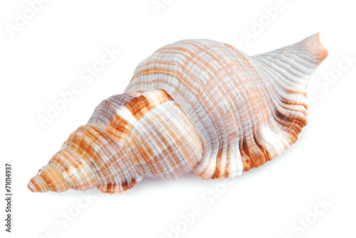 seashell shell isolated on white background