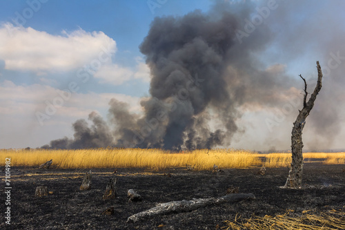 Wildfire in the field with dry grass with a burned trees on a fo