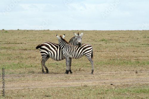 Couple de zèbres câlin