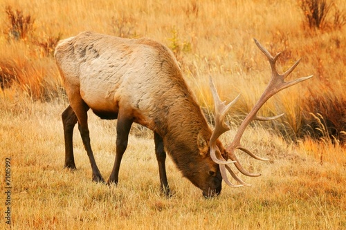 A Grazing Elk