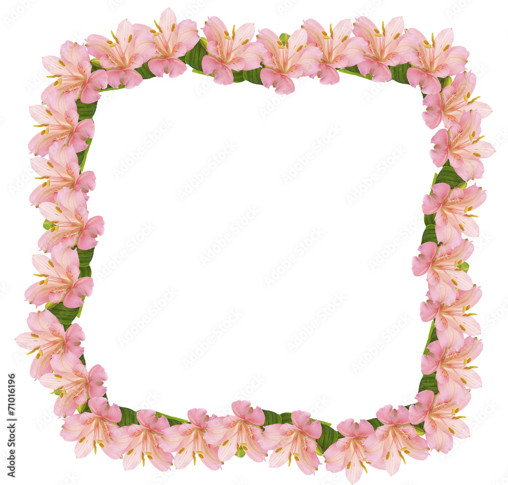 Frame of alstroemeria flowers isolated on white Frame of alstroemeria flowers isolated on white