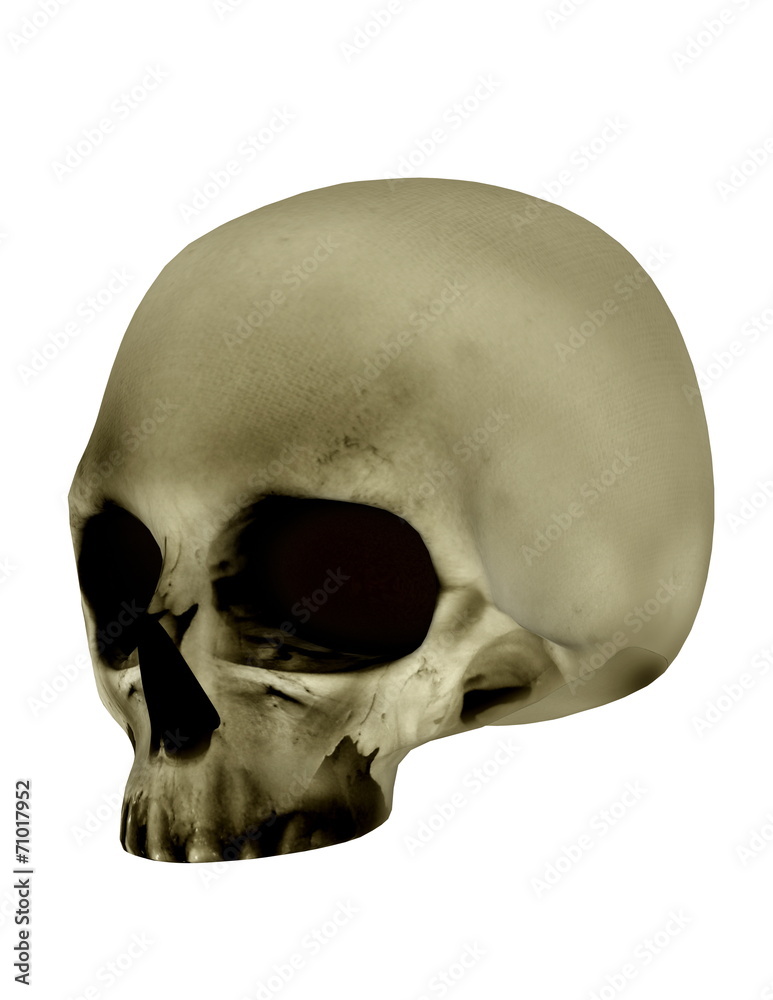 Obraz premium 骸骨