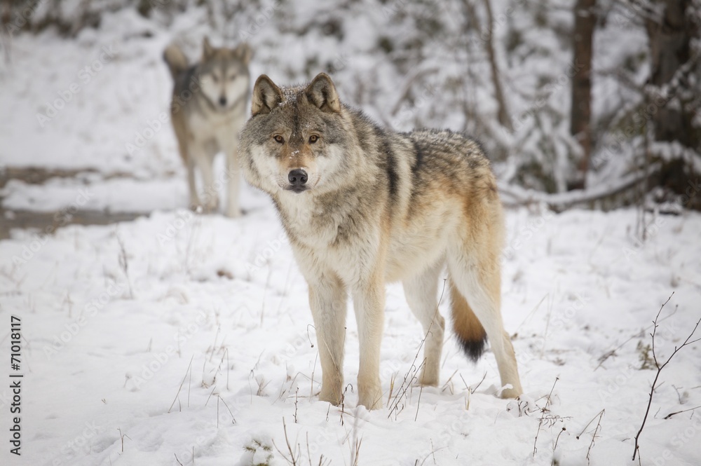 Wolves Wolves