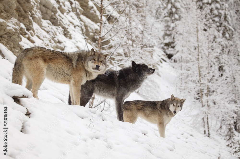 Three Wolves In Winter