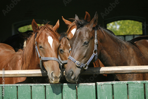 Nice thoroughbred horses in the stable