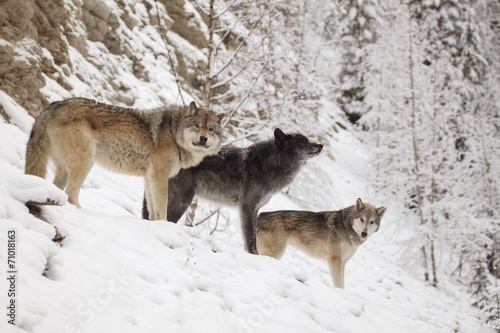 Three Wolves In Winter