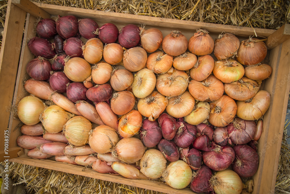Variety of organic farm fresh onions in wooden box