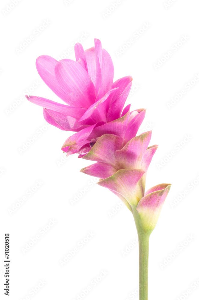 Siam tulip or Curcuma flower