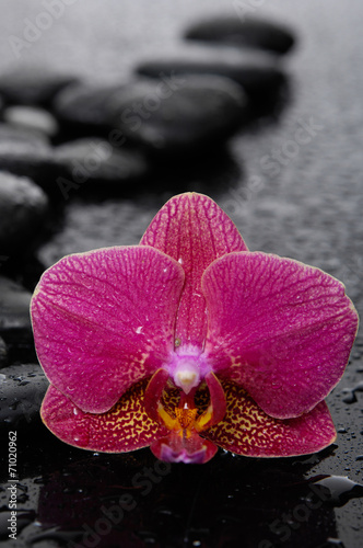 spa concept –red orchid with stones and wet background