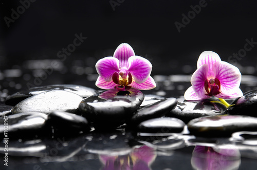 Still life with Two orchid and candle on pebbles