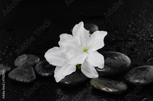 Still life with white lily  with therapy stones