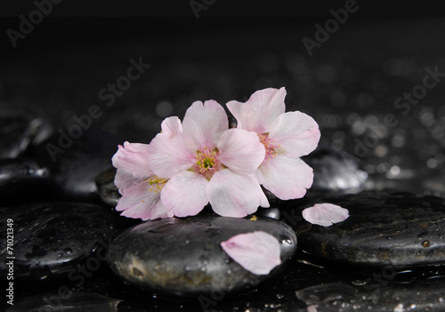 Cherry blossom, sakura flowers on pebbles
