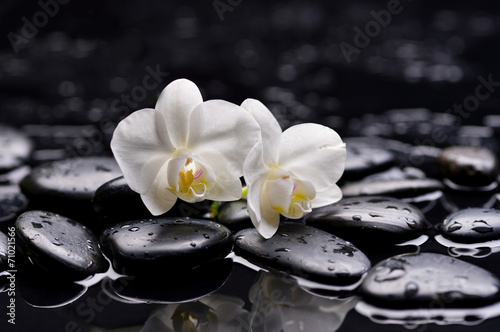 Two white orchid on pebbles    wet background