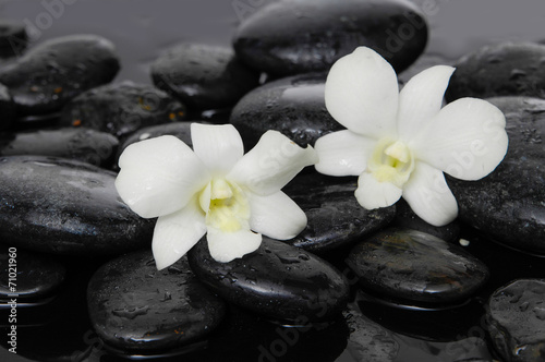 two white orchid with therapy stones