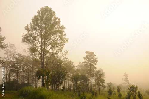 Fog over the pine forest on sunrise background.