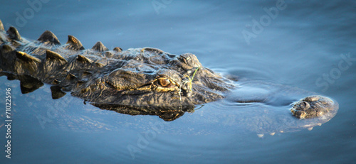 Fotografia Floating Alligator