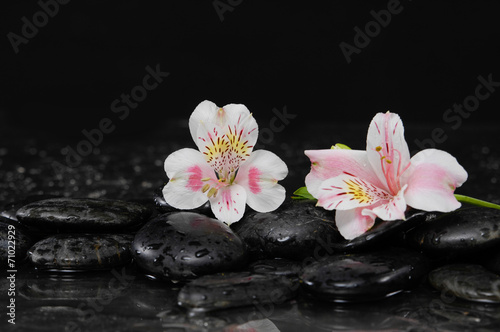 Two white orchid on pebbles    wet background