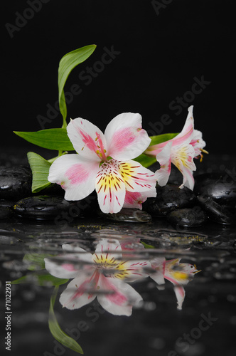 still life with branch orchid on black pebbles with reflection