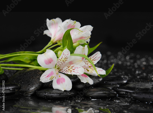 branch orchid on black pebbles