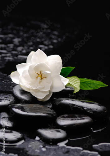 gardenia flower on pebbles    wet background