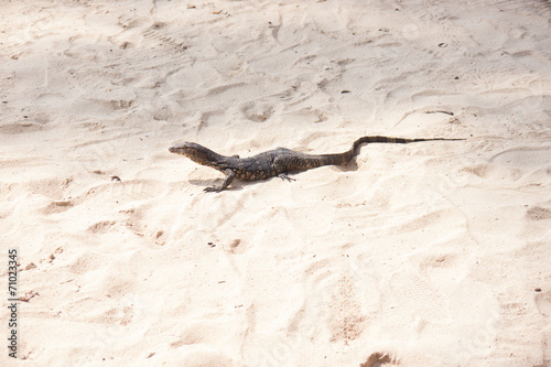 Baby iguana on beach sand
