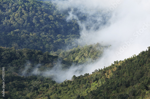jungle forest and mountain with mist