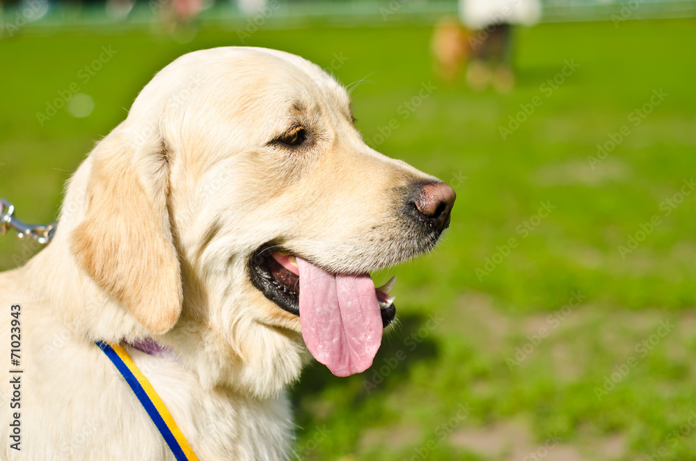 labrador labrador