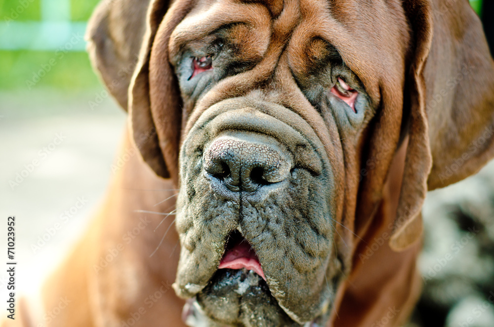 french mastiff