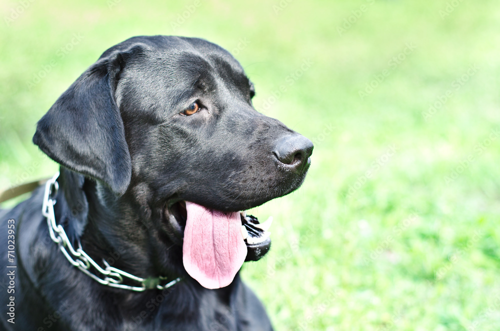 labrador labrador