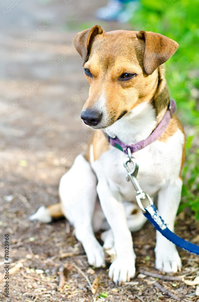 terrier terrier