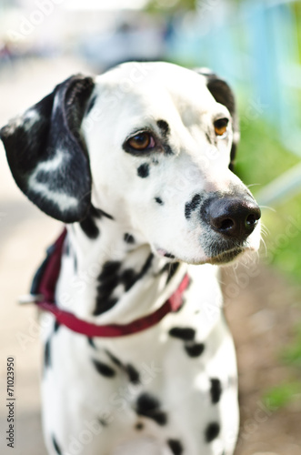 dalmatian