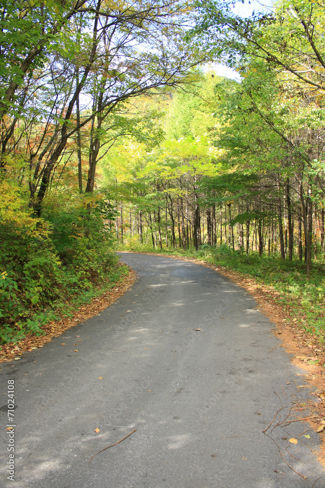 Fototapeta premium Autumn road