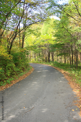 Autumn road