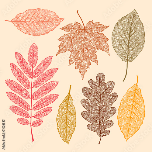 Autumn leaves, isolated dried leaves set