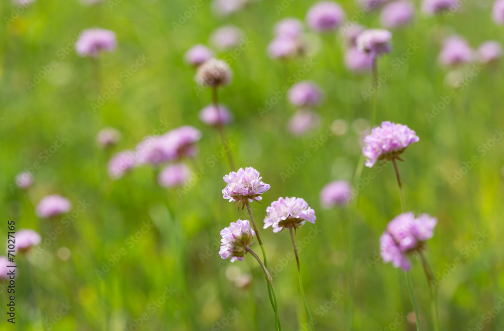 green field with pink wild flowers